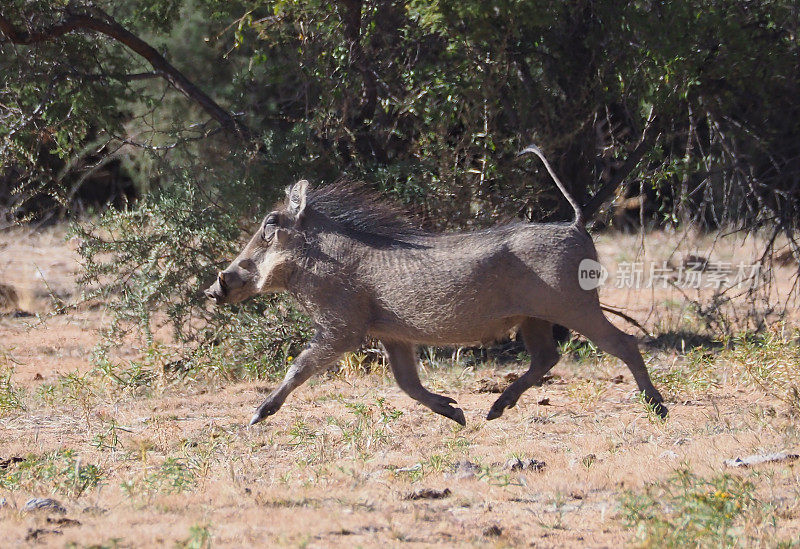 普通疣猪(Phacochoerus africanus)奔跑